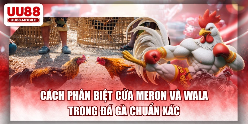 Cách Phân Biệt Cửa Meron Và Wala Trong Đá Gà Chuẩn Xác