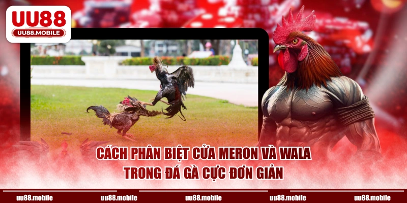 Cách phân biệt cửa Meron và Wala trong đá gà cực đơn giản